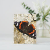 Schmetterling - Roter Admiral Postkarte (Stehend Vorderseite)