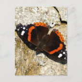 Schmetterling - Roter Admiral Postkarte (Vorderseite)
