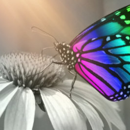 Schmetterling, Schmetterling und Blume, Farbschmet Kissen