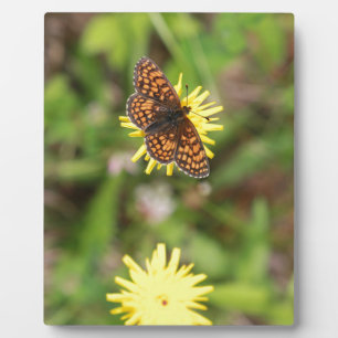 Schmetterling - Schön! Fotoplatte