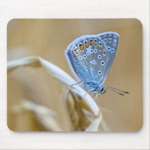 Schmetterling, Schwarz, Insekt Mousepad