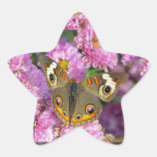 Schmetterling Stern-Aufkleber