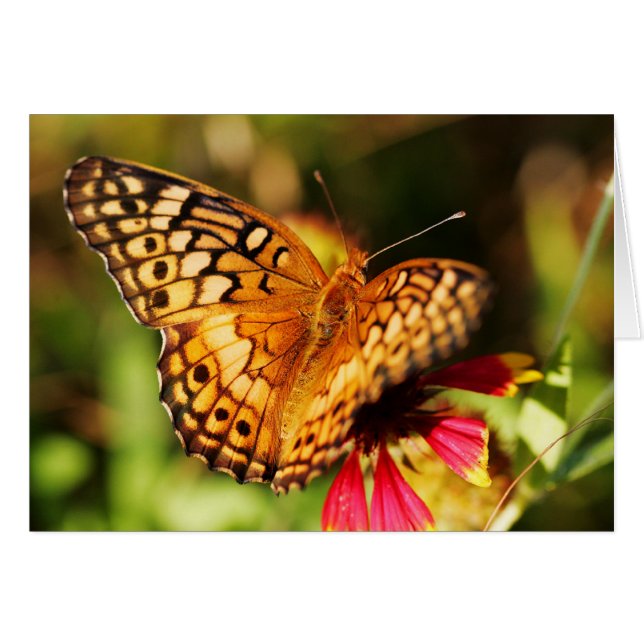 Schmetterling u. Wildblume (Vorderseite (Horizontal))