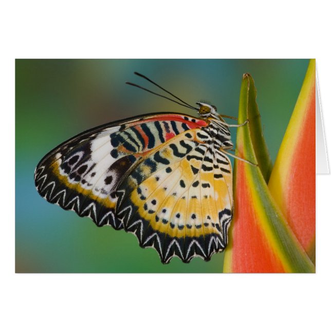 Schmetterling über die tropische Blume (Vorderseite (Horizontal))