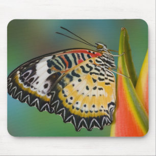 Schmetterling über die tropische Blume Mousepad