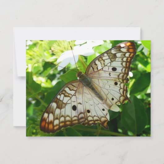 Schmetterling über Jasmine Tropical Nature Fotogra (Vorderseite)