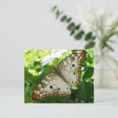 Schmetterling über Jasmine Tropical Nature Fotogra (Stehend Vorderseite)