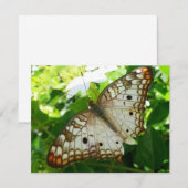 Schmetterling über Jasmine Tropical Nature Fotogra (Vorne/Hinten)