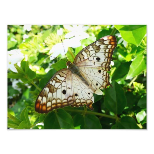 Schmetterling über Jasmine Tropical Nature Fotogra Fotodruck (Vorne)