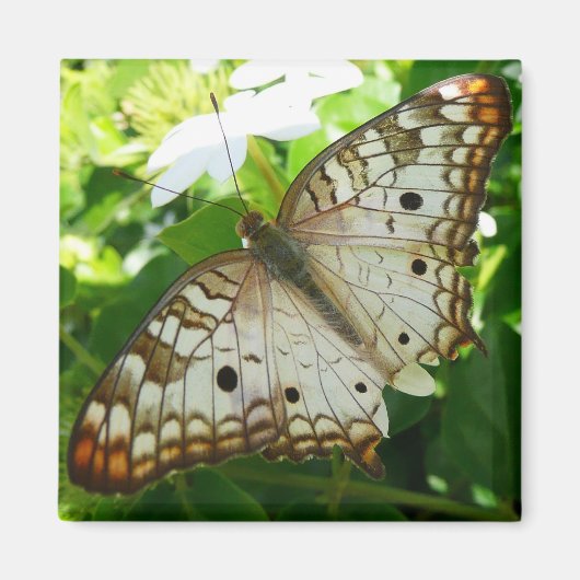 Schmetterling über Jasmine Tropical Nature Fotogra Magnet (Vorne)