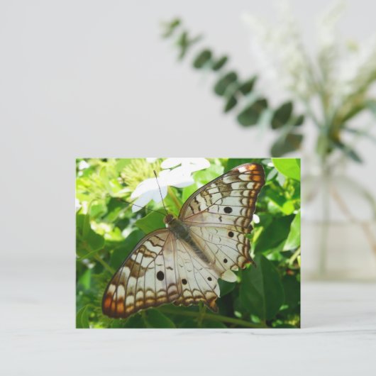 Schmetterling über Jasmine Tropical Nature Fotogra Postkarte (Stehend Vorderseite)