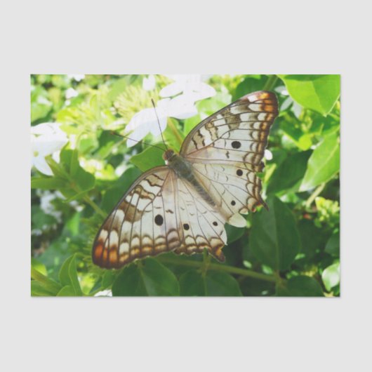 Schmetterling über Jasmine Tropical Nature Fotogra Seidenpapier (Vorderseite)