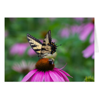 Schmetterling und Biene