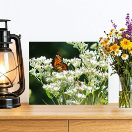 Schmetterling und Bienen auf der Blume von Weißem Fotodruck