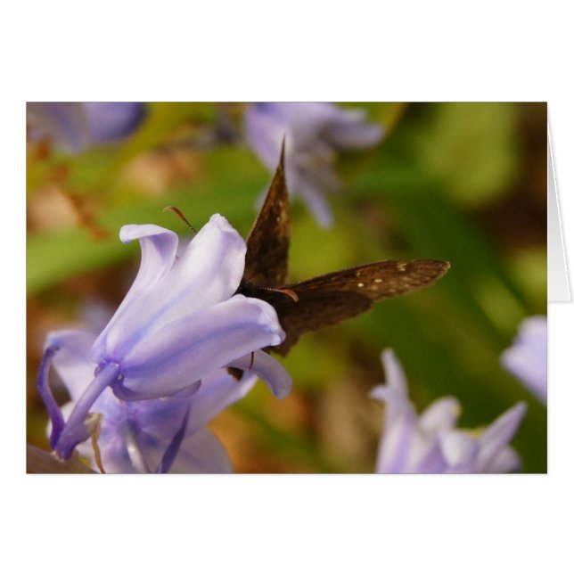 Schmetterling und Bluebells (Vorderseite (Horizontal))