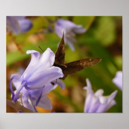 Schmetterling und Bluebells Poster