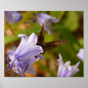 Schmetterling und Bluebells Poster
