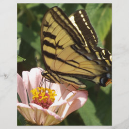 Schmetterling und Blume