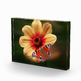 Schmetterling und Blume Foto