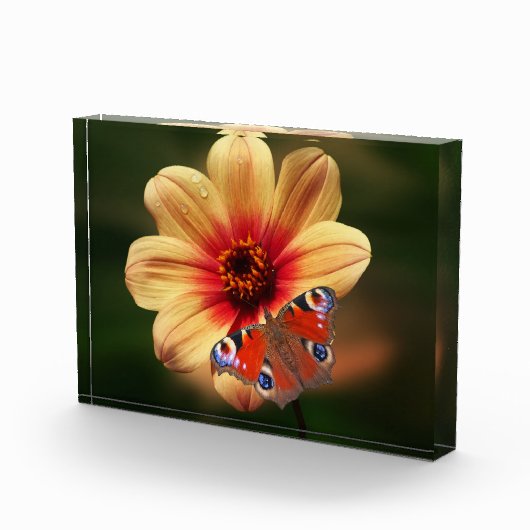 Schmetterling und Blume Foto (Rechts)