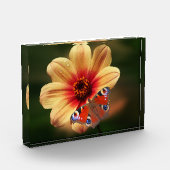 Schmetterling und Blume Foto (Links)