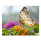Schmetterling und Blume Nah-up-Foto Fotodruck (Vorne)