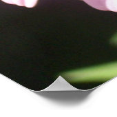 Schmetterling und Echinecea 68 Poster (Ecke)