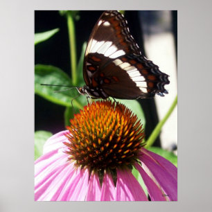 Schmetterling und Echinecea 92 Poster