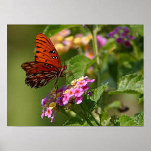 Schmetterling und Lantana Poster