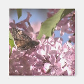 Schmetterling und Lilac Magnet (Vorne)