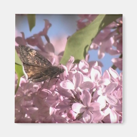 Schmetterling und Lilac Magnet (Vorne)