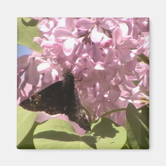 Schmetterling und Lilacs Magnet (Vorne)