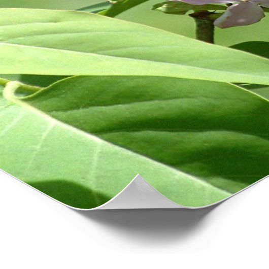 Schmetterling und Lilacs Poster (Ecke)