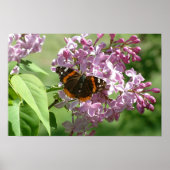 Schmetterling und Lilacs Poster (Vorne)