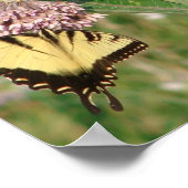 Schmetterling und Milkweed Poster (Ecke)