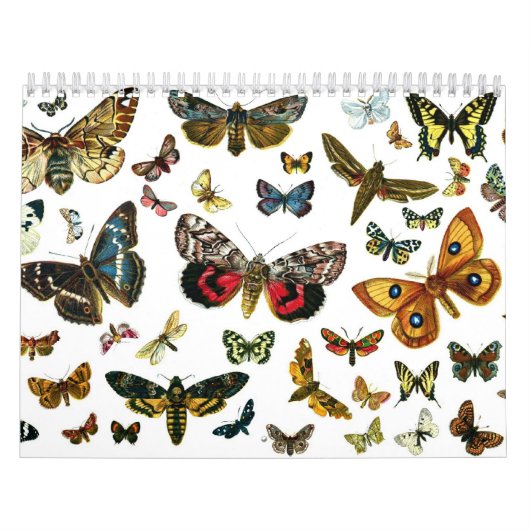 Schmetterling und Moth Lithographien Kalender (Titelbild)