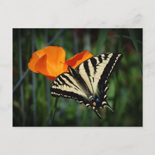 Schmetterling und orange postkarte (Vorderseite)