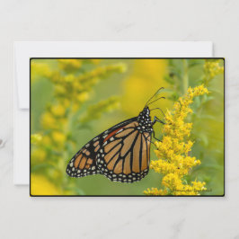 Schmetterling und Ragweed - flache Grußkarte Karte
