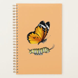 Schmetterling und Raupe Planer