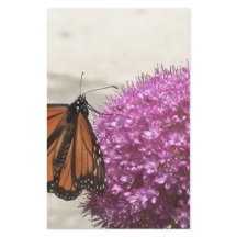 Schmetterling und Riesenzwiebel