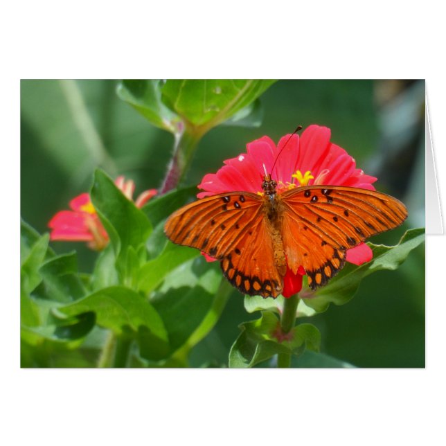 Schmetterling und rosa Blume (Vorderseite (Horizontal))