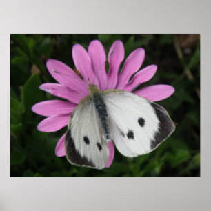 Schmetterling und rosa Blume drucken Poster