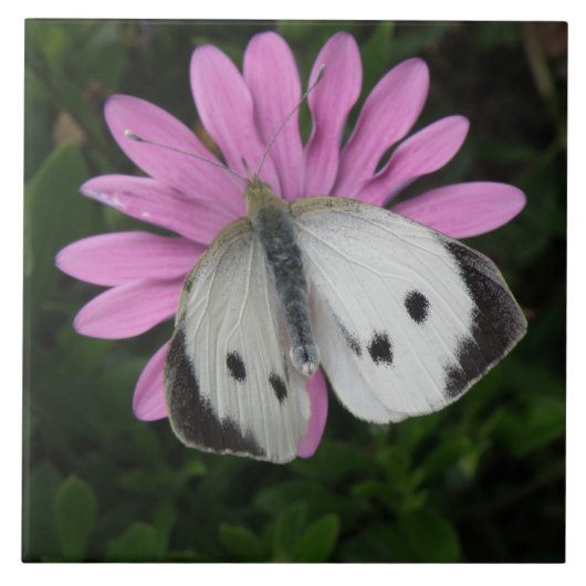 Schmetterling und rosa Blume Fliese (Vorderseite)