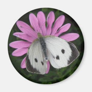 Schmetterling und rosa Blume Magnet