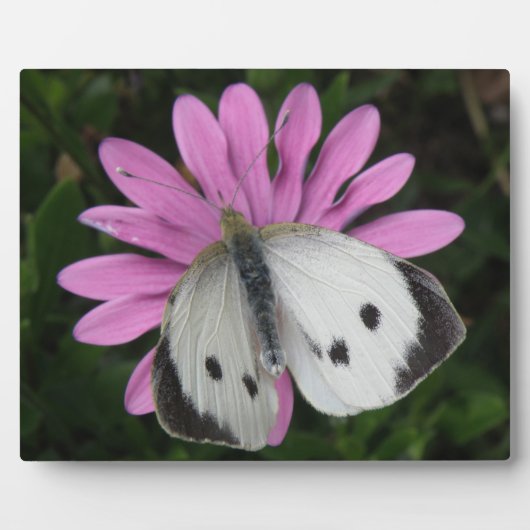 Schmetterling und rosa Blume Plaque Fotoplatte (Vorderseite)