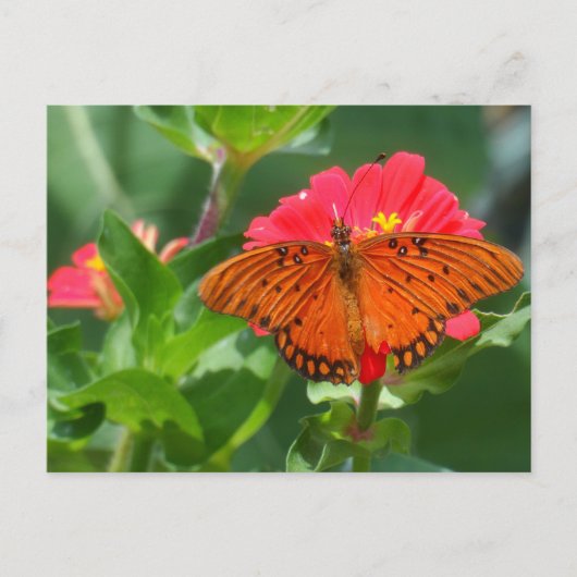 Schmetterling und rosa Blume Postkarte (Vorderseite)