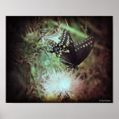Schmetterling und Thistle Poster (Vorne)