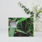 Schmetterling und Tropfen bei 12 km Lauf Postkarte (Stehend Vorderseite)