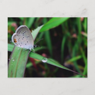 Schmetterling und Tropfen bei 12 km Lauf Postkarte