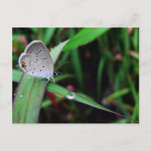 Schmetterling und Tropfen bei 12 km Lauf Postkarte (Vorderseite)